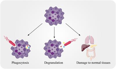 Neutrophils in pancreatic cancer: Potential therapeutic targets